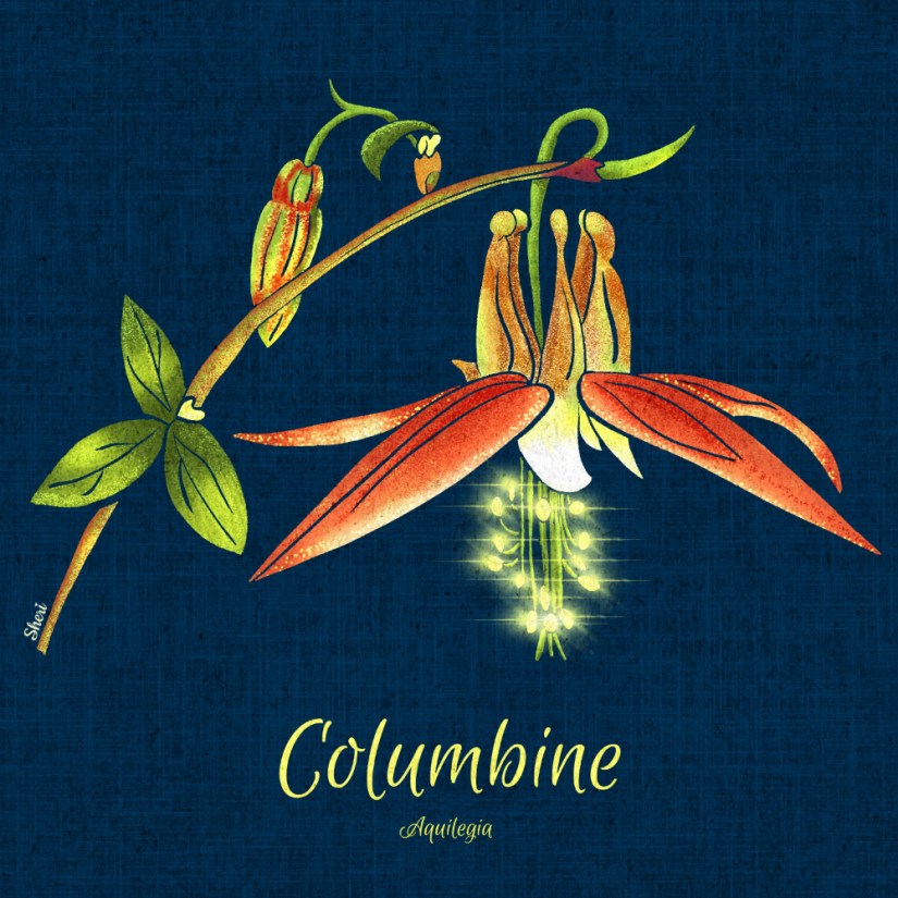a stem of Red/Yellow Columbine -- Aquilegia-- on a navy blue linen background-- and the stamens are glowing