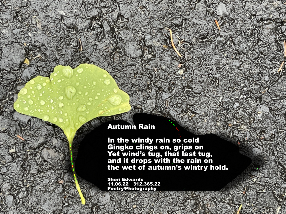 rain sprinkled green gingko leaf on asphalt