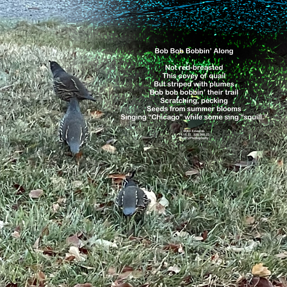 three quail scratching for seeds in an autumn lawn