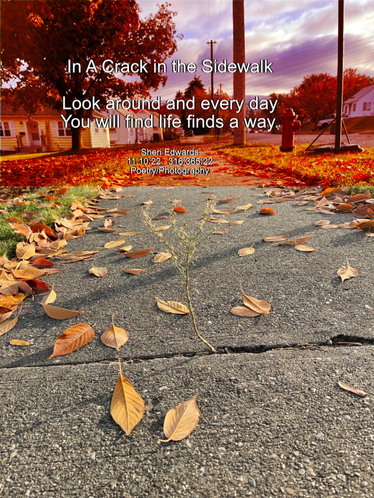 a weed grows in the sidewalk with orange autumn leaves around it.