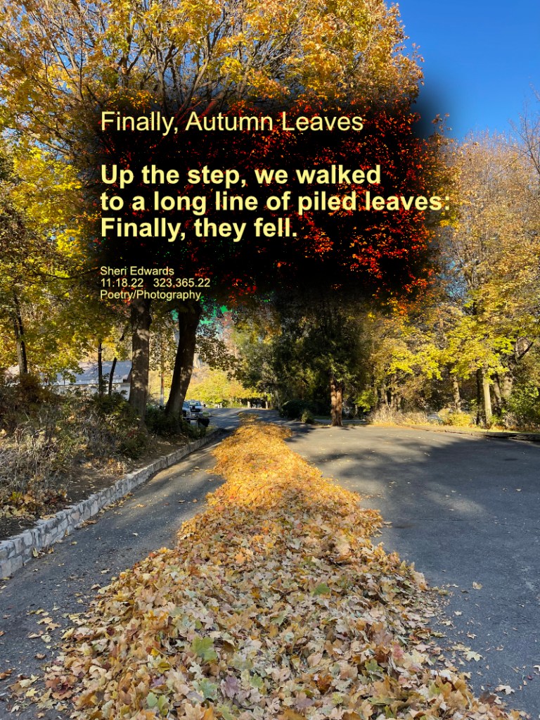 Autumn Leaves blown into a long pile along the street