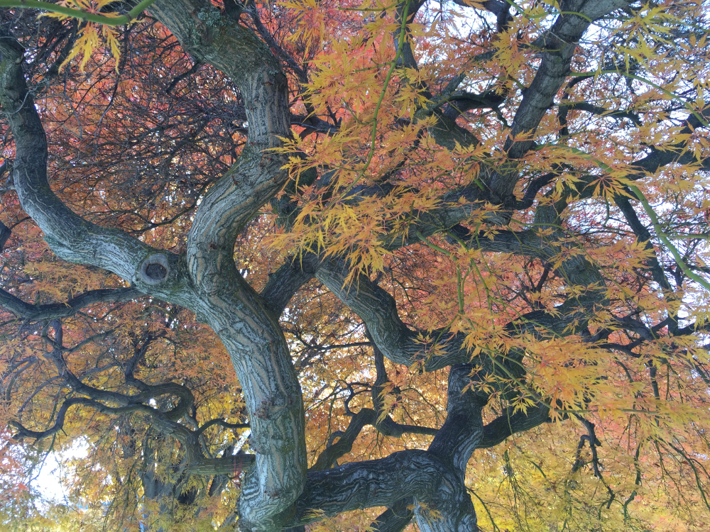 Canopy of Japanese Maple showing a sprawling trunk and branches of twists and turns