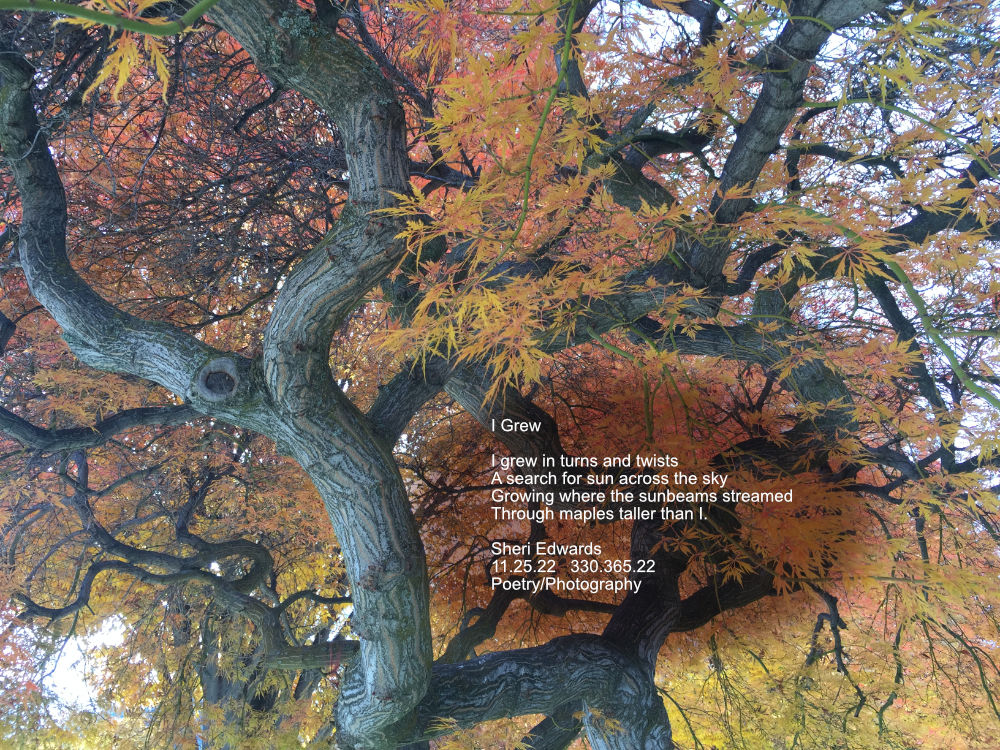 Canopy of Japanese Maple showing a sprawling trunk and branches of twists and turns-- with words of post poem