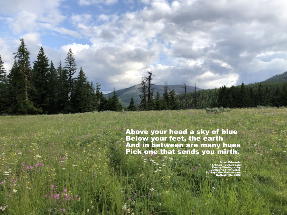 mountain meadow of wildflowers surrounded by pine trees