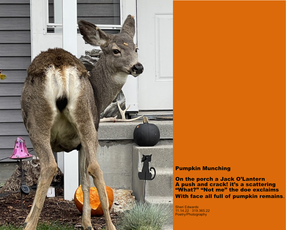 mule deer doe munching on open pumpkin, startled at human taking the picture as it turns to look with it's head covered in pumpkin pulp.