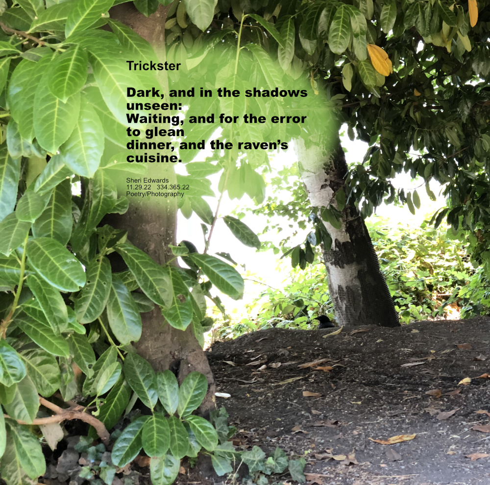 hiding just below the hill's horizon within the shadow of surrounding trees, a raven watches and waits for his dinner. with poem: Trickster
Dark, and in the shadows
unseen:
Waiting, and for the error
to glean
dinner, and the raven’s
cuisine.
Sheri Edwards
11.29.22 334.365.22
Poetry/Photography