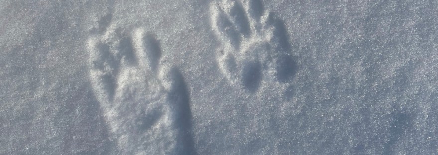 Raccoon tracks in the sparkling snow