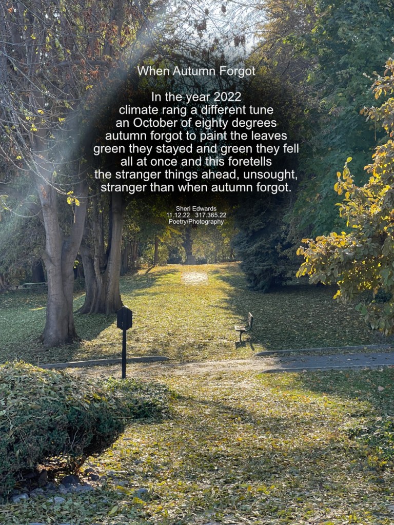 in a park of trees where the sidewalk is covered in suddenly fallen green leaves which should be yellow in October and November