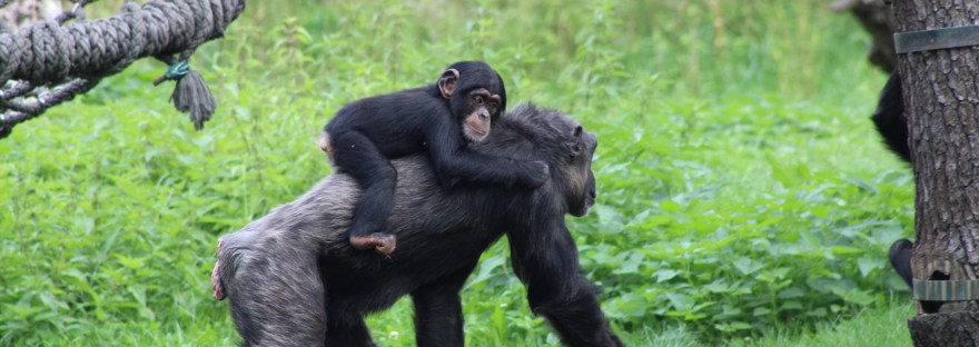 Bonobos—Photo by MediaEcke https://unsplash.com/photos/E81QVHjlh3M Bonobo baby on mother’s back as she walks through grass; —Photo by MediaEcke on Unsplash