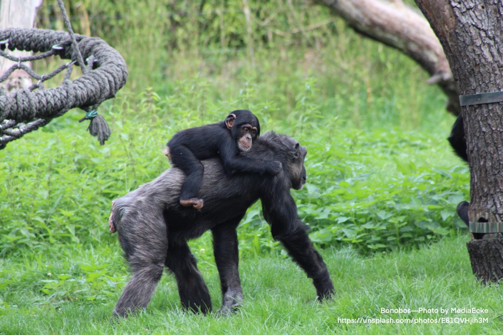 Bonobo baby on mother’s back as she walks through grass; —Photo by MediaEcke on Unsplash