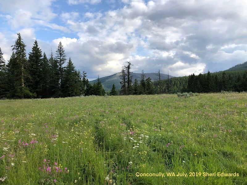 wildflowers in meadow at Okanogan-Wenatchee National Forest, on the east edge northwest of Omak, northeast of Winthrup, and north of Conconully. 