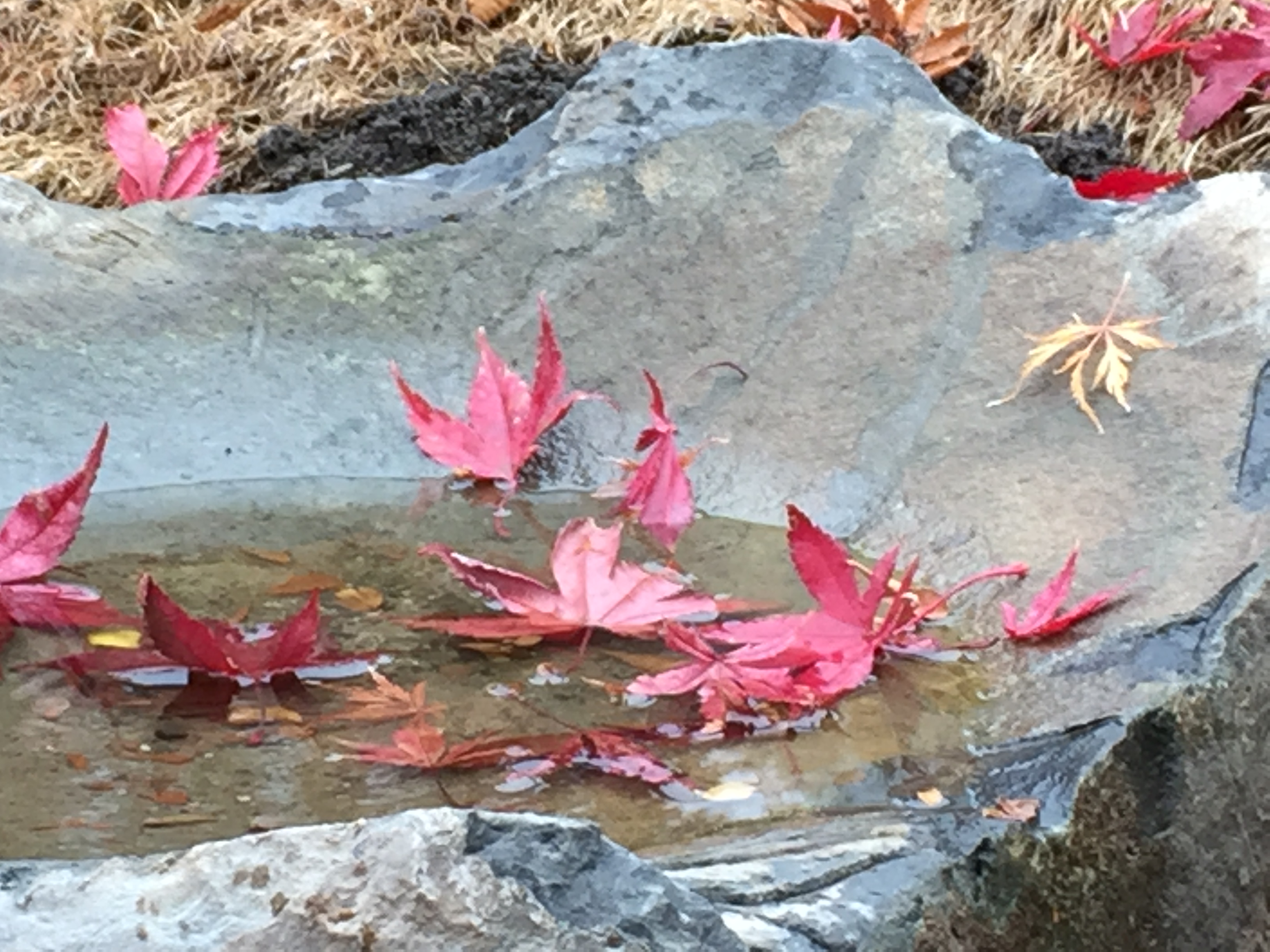 Red Japanese maple leaves gracefully resting in a basalt bowl-shaped boulder