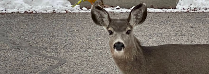 Mule deer looking at you on the winter sidewalk with inserted budgie on its ear