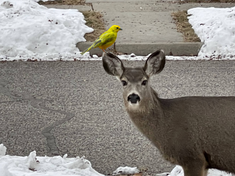 Mule deer looking at you on the winter sidewalk with inserted budgie on its ear