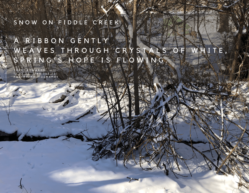 Snow-covered treed area with creek weaving through the white