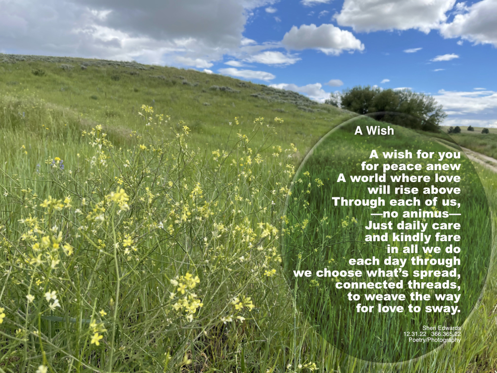 a field of yellow flowers and green grasses with a road curving up to a grove of trees on  the right on a summer day of slightly cloudy blue skies.