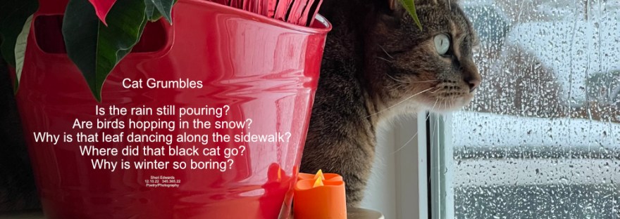 cat behind poinsettia glaring out the window on rainy, snowy day