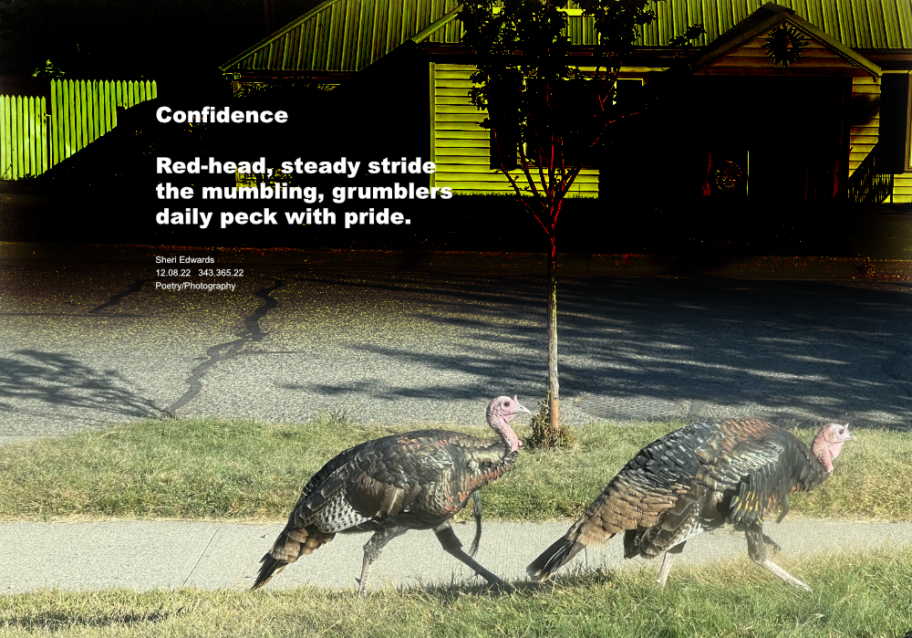 two turkeys stride down the street with confidence