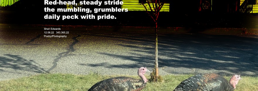 two turkeys stride down the street with confidence