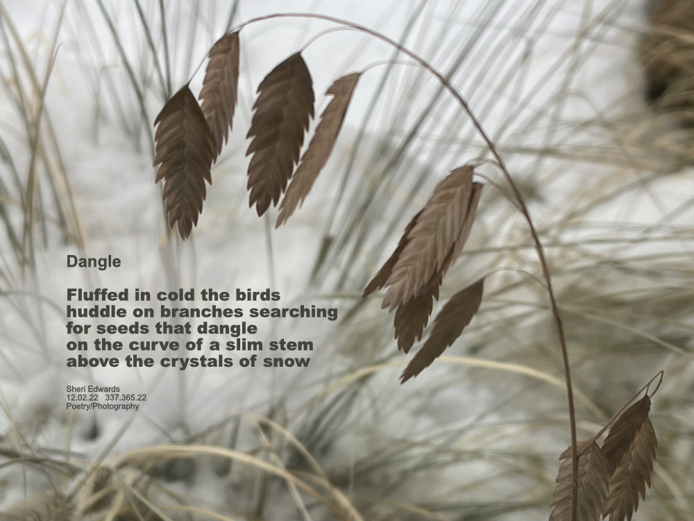 In the snow, a curved stem with dangling flat wheat-like seeds