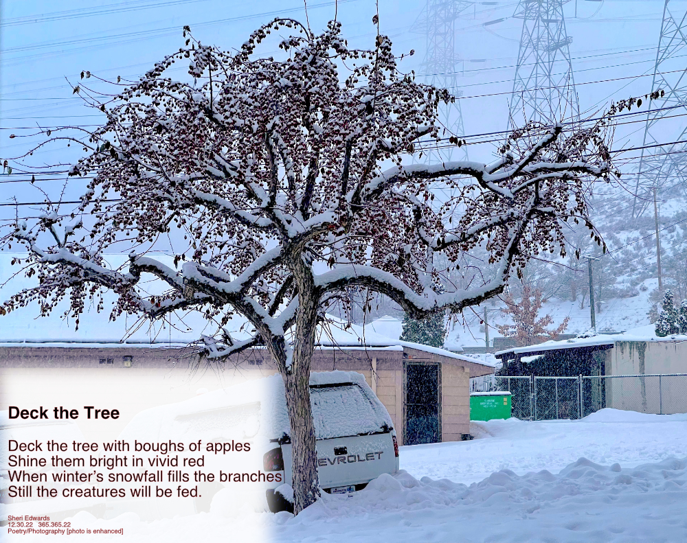 Crap Apple tree covered in snow, full of small red apples