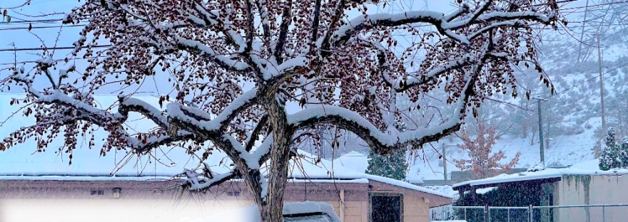 Crap Apple tree covered in snow, full of small red apples