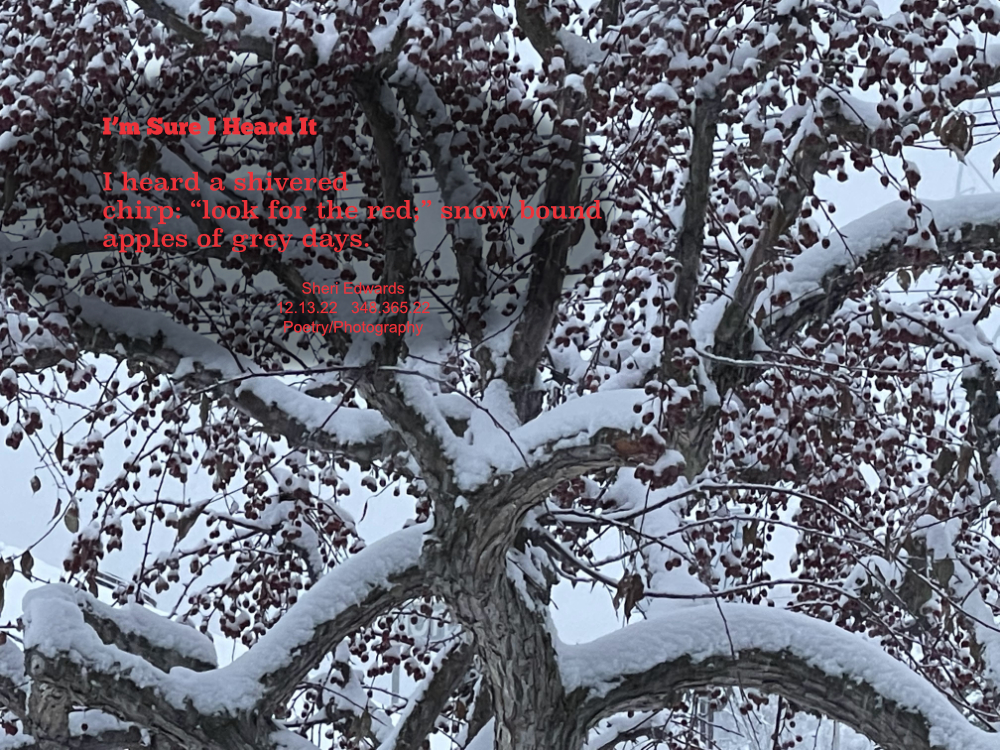 snow-covered curvy branches full of red small crab apples on a grey winter day