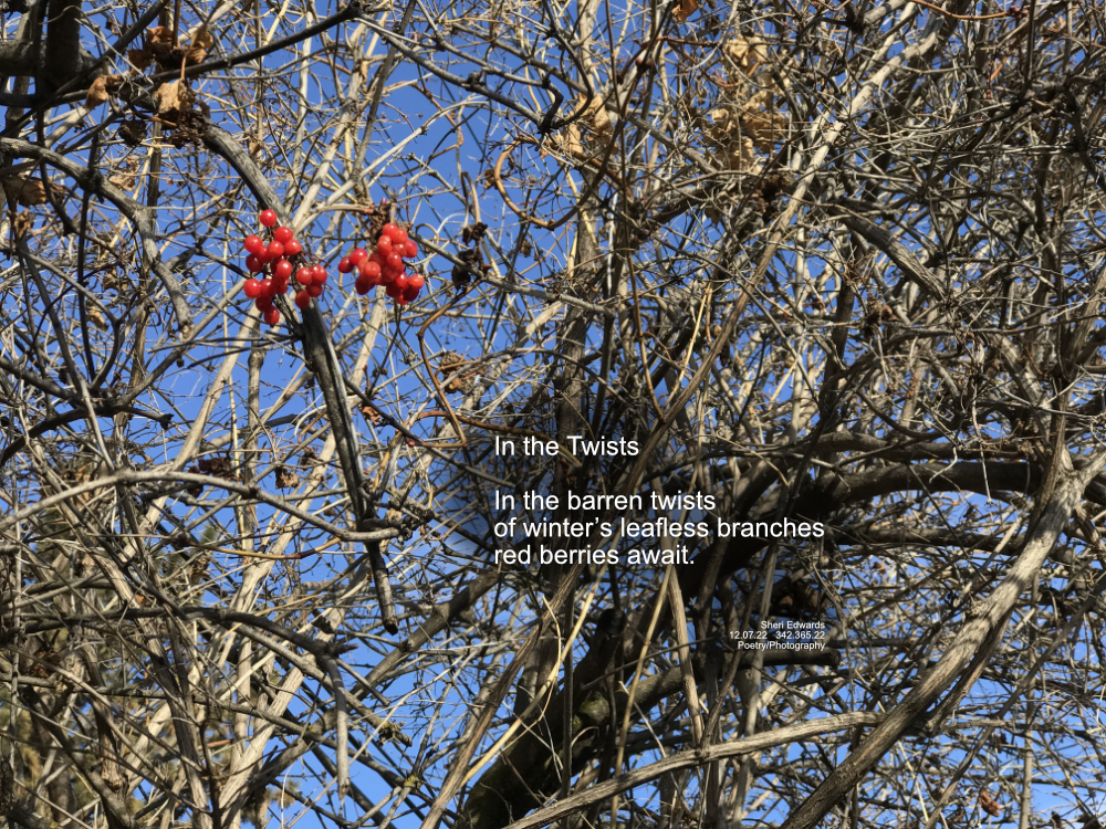 barren, empty twisted branches of trees against blue sky with only two clusters of red berries to brighten the scene.