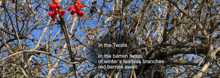 barren, empty twisted branches of trees against blue sky with only two clusters of red berries to brighten the scene.