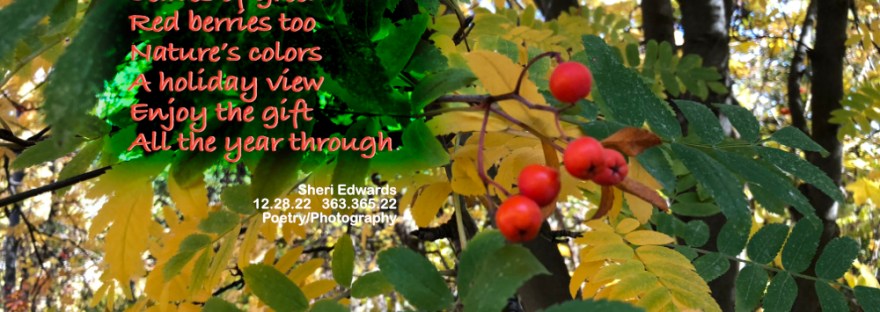 Photo of maple and mountain ash trees with red berries in autumn, close to winter