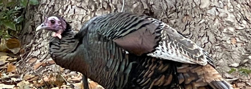turkey walking through fallen leaves in front of large sycamore tree trunk
