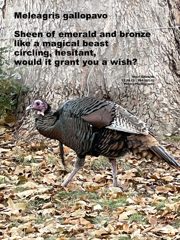 turkey walking through fallen leaves in front of large sycamore tree trunk
