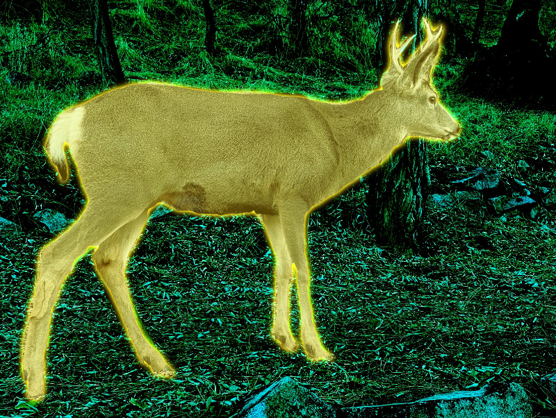 Mule Deer grazing through the park, easily striding atop the rock wall, colorized
