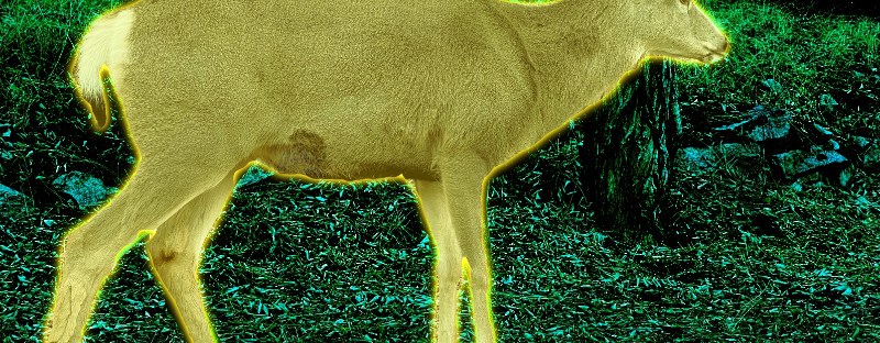 Mule Deer grazing through the park, easily striding atop the rock wall, colorized