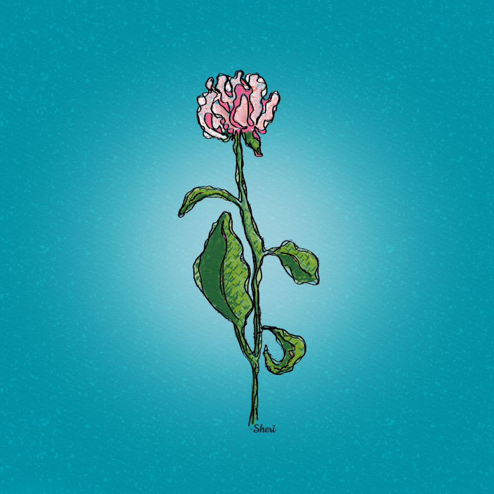 Unfolding pink peony on stem in blue background