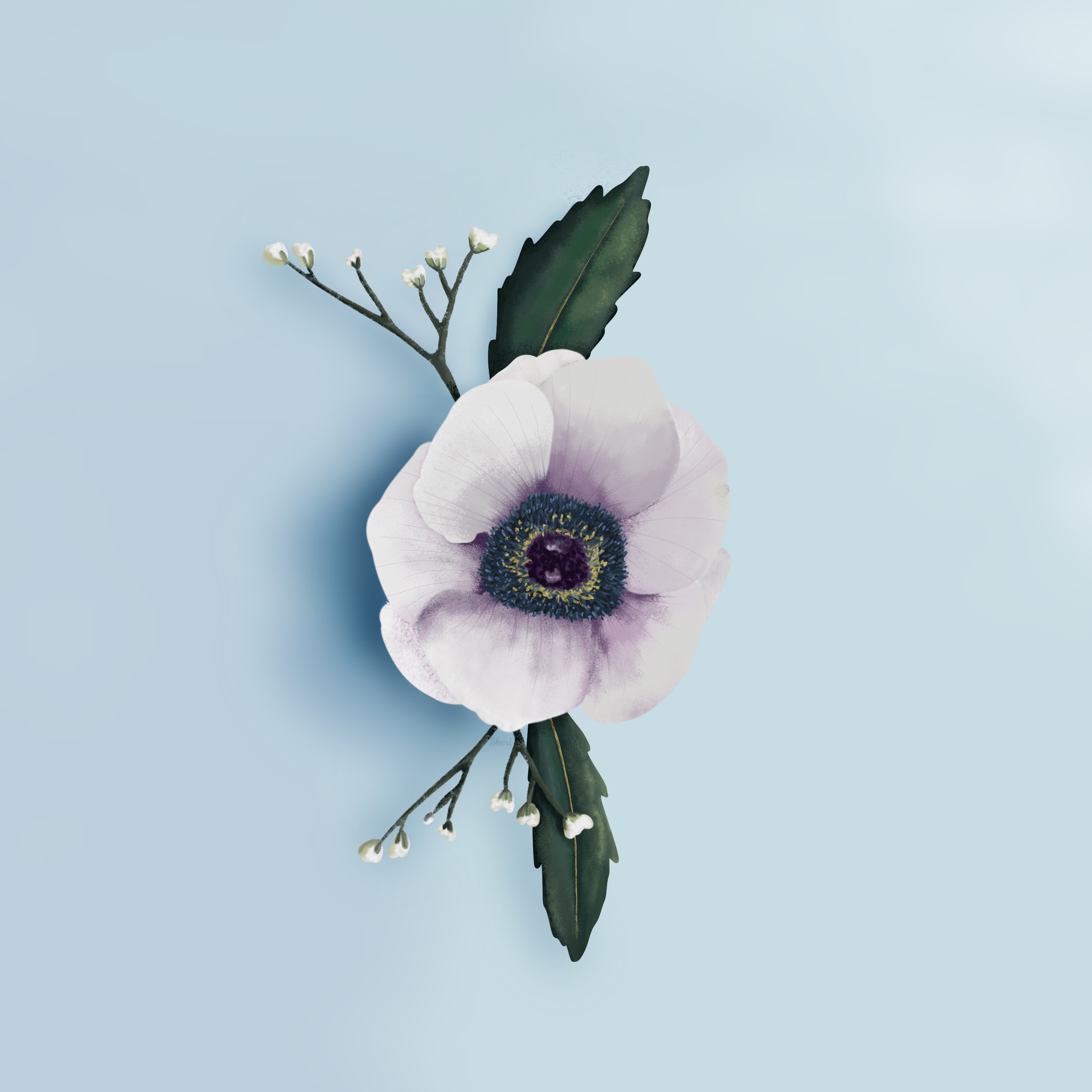 one anemone blossom with two leaves and sprigs of small white buds