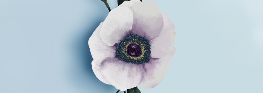 one anemone blossom with two leaves and sprigs of small white buds