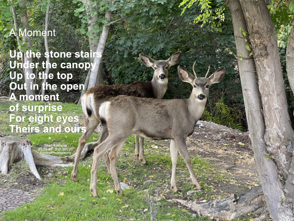 Doe and Buck surprised at the top of the south side of Cole Park stone path over Fiddle Creek