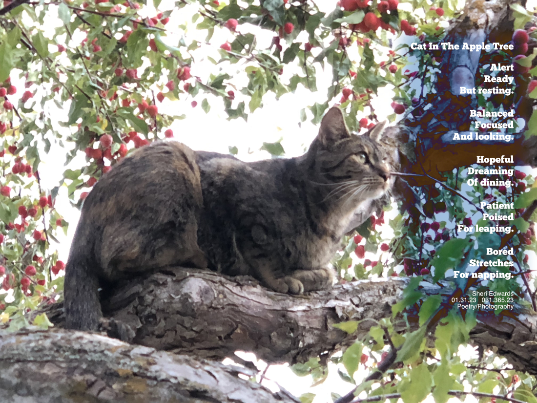 cat alert, but resting in a crab apple tree