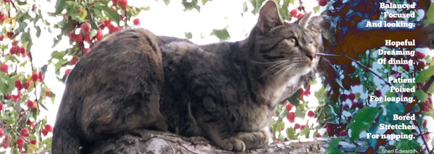cat alert, but resting in a crab apple tree
