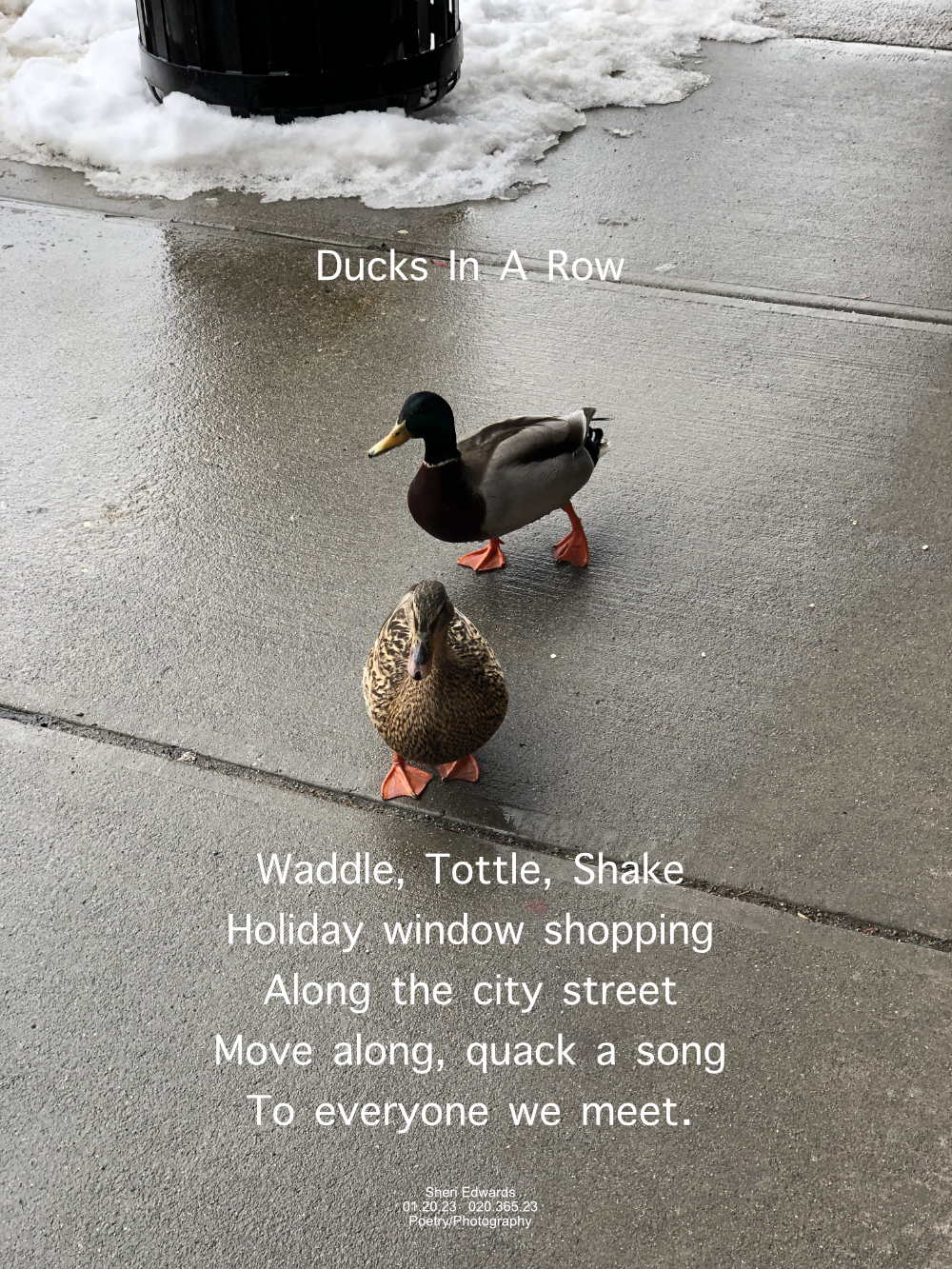 Ducks from Lake Chelan walking with tourists on the sidewalk