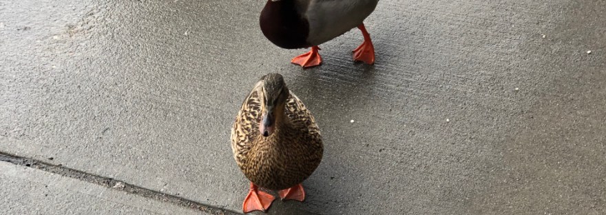 Ducks from Lake Chelan walking with tourists on the sidewalk