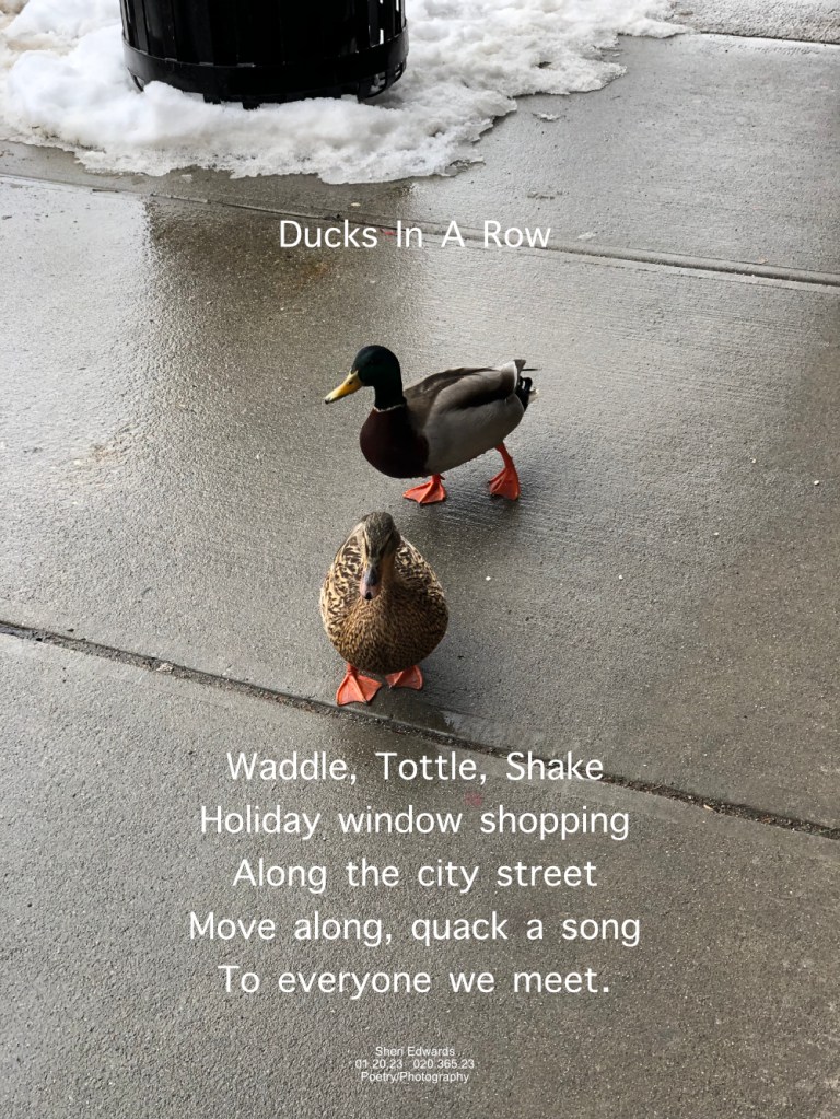 Ducks from Lake Chelan walking with tourists on the sidewalk