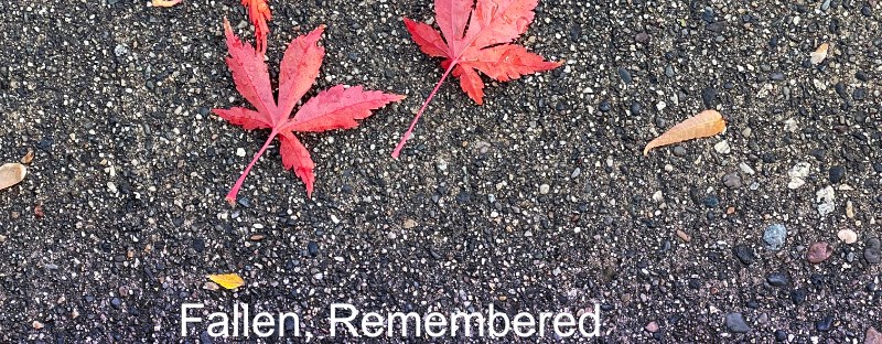 Fallen red Japanese Maple leaves on pavement
