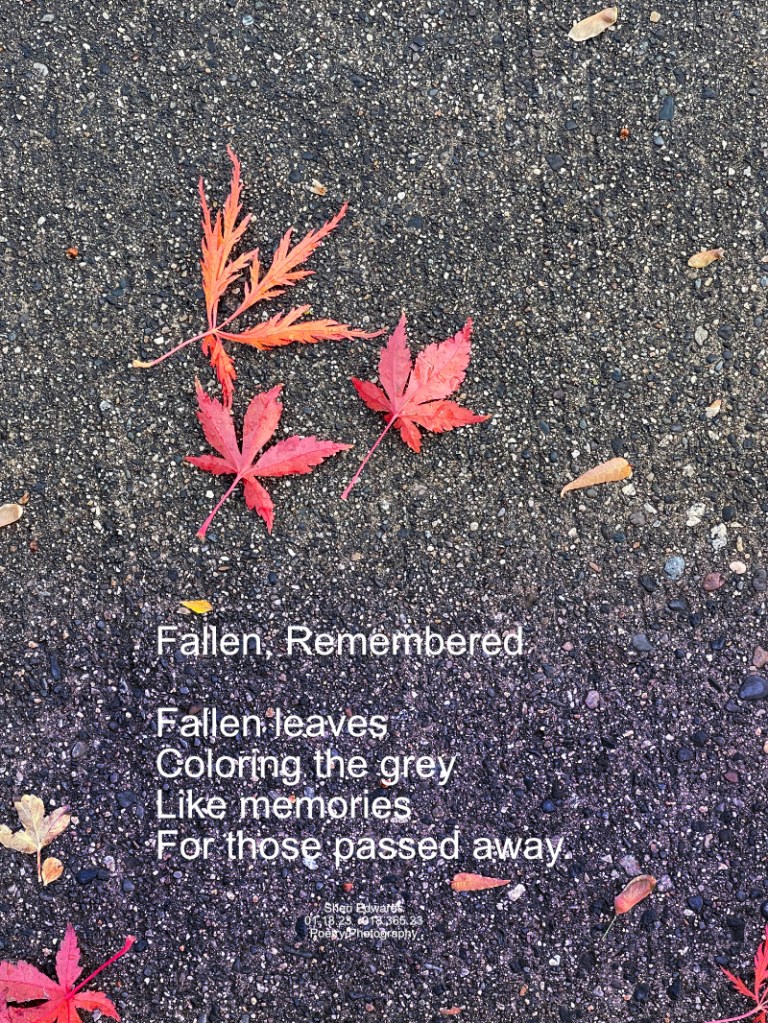 Fallen red Japanese Maple leaves on pavement