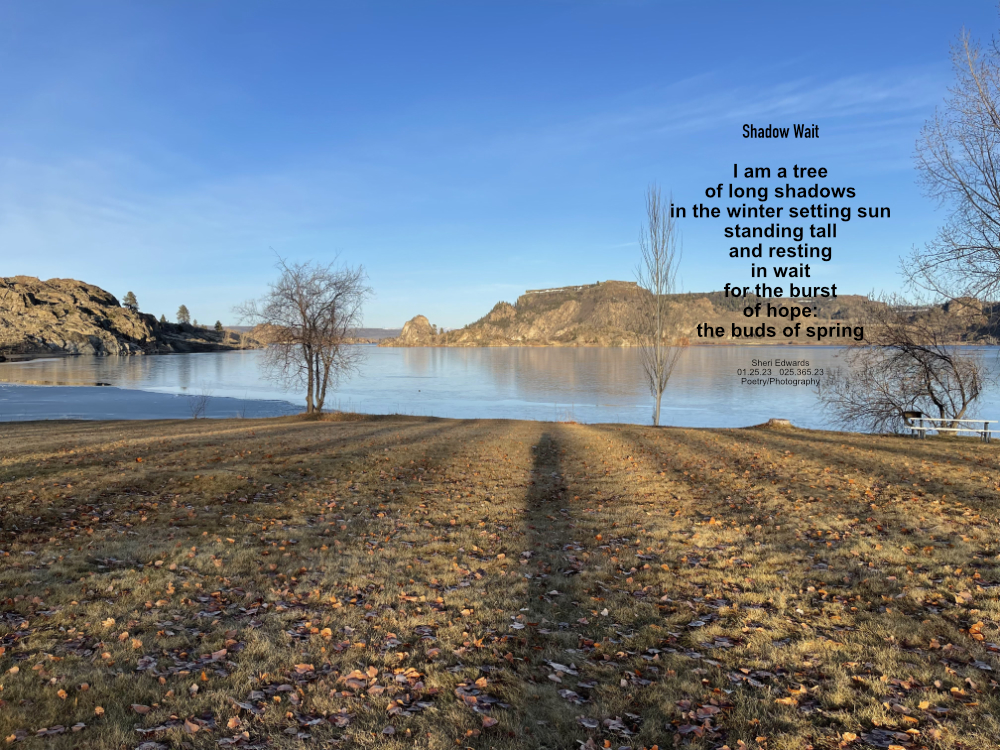 Long shadows of trees on Banks Lake in winter