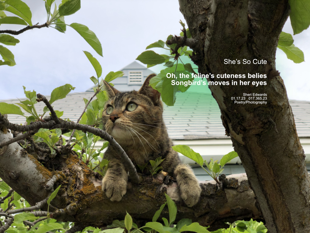 cat in apple tree focused on prey