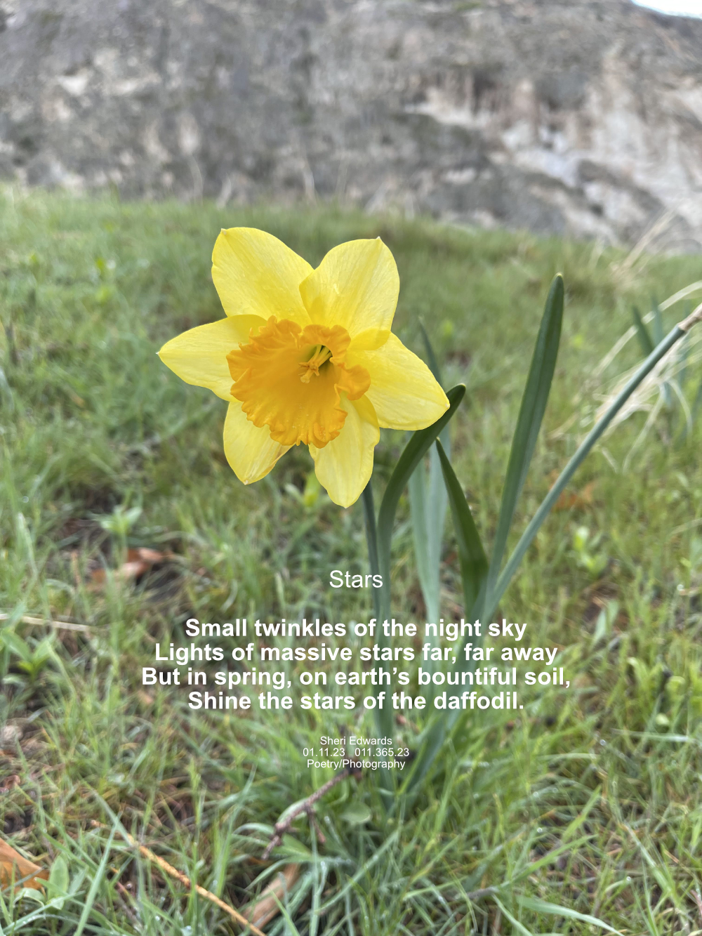 Daffodil in the lawn in spring