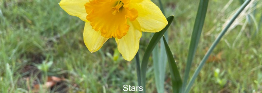 Daffodil in the lawn in spring
