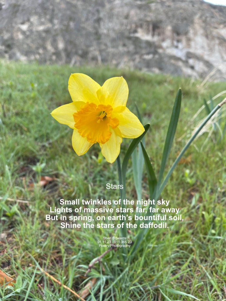Daffodil in the lawn in spring 